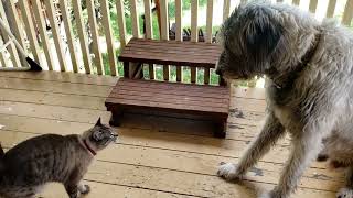 Irish Wolfhound and buddy