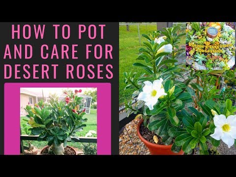 Video: Repotting Adenium Desert Rose and plant care