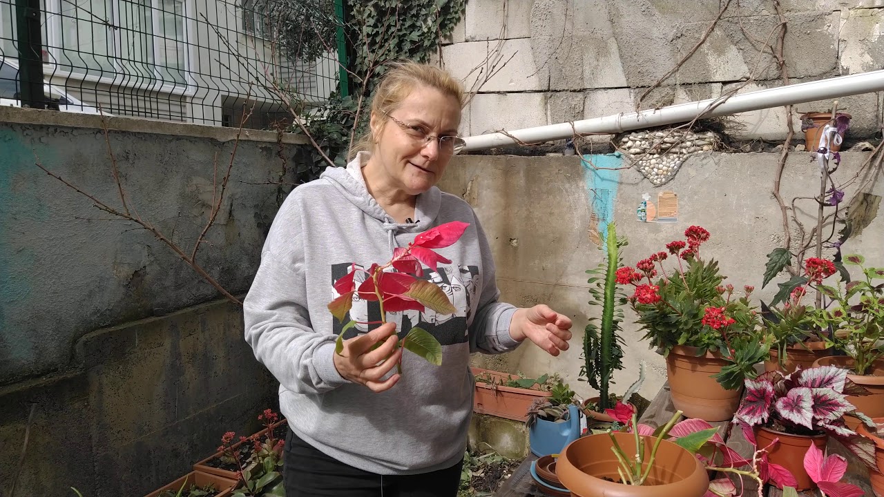 Atatürk çiçeği budama, çoğaltma