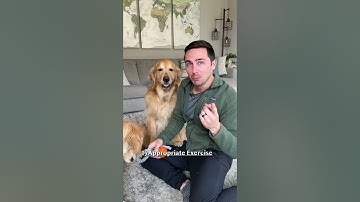 The secret to stopping puppy biting!