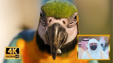 تلاوة خاشعة لسورة الملك بصوت الشيخ ياسر الدوسري