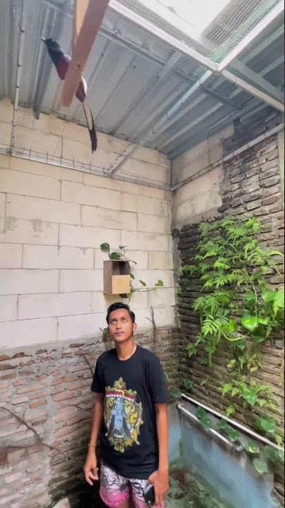 MENYALURKAN HOBI MENJADI REZEKI ‼️ MURAI BATU DI KANDANG AVIARY RONGGOLAWE