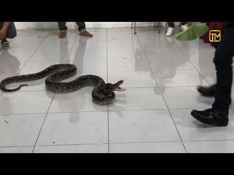 SNAKES Sudden Attack On HUMANS Compilation | Incredible Moments Caught On CCTV #39