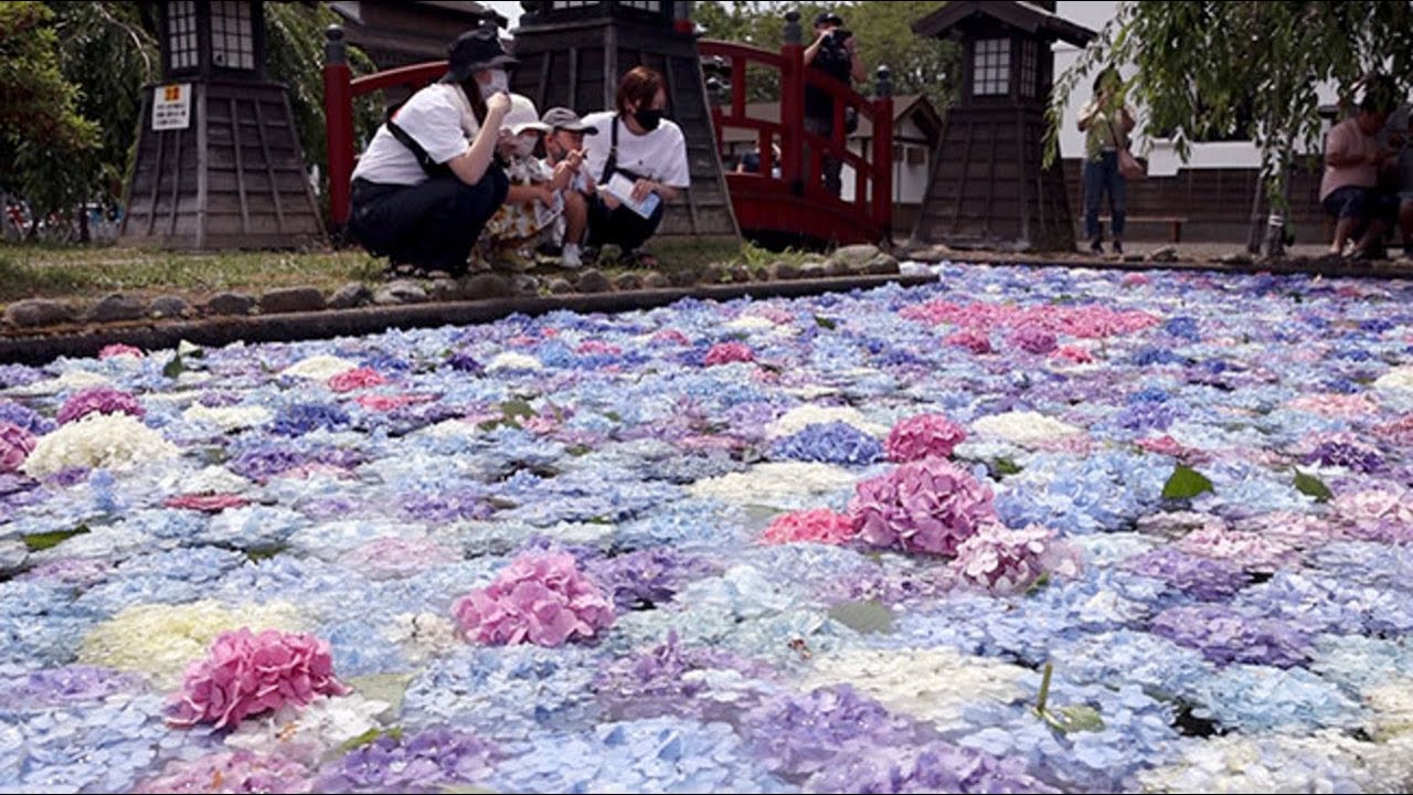 涼やか 浮きアジサイ 松前藩屋敷の池に２５００本 Youtube