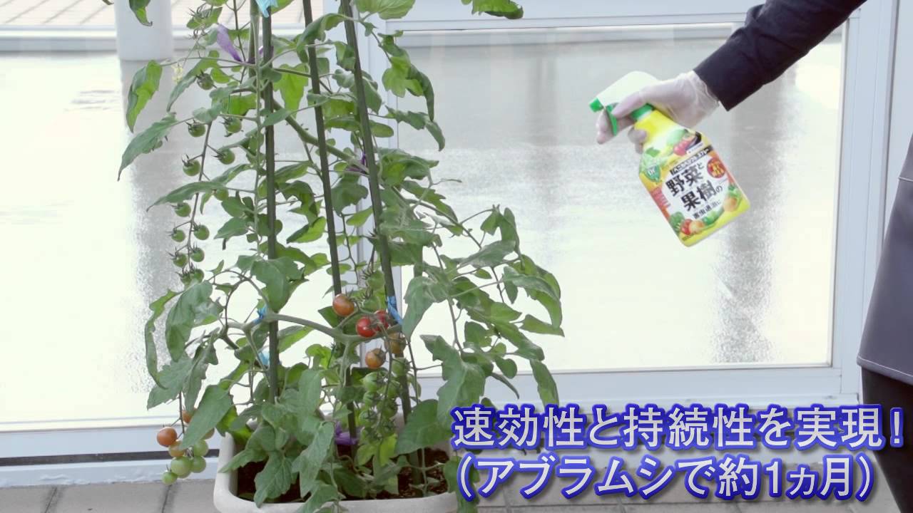 野菜と果樹の害虫退治に 殺虫剤 Youtube