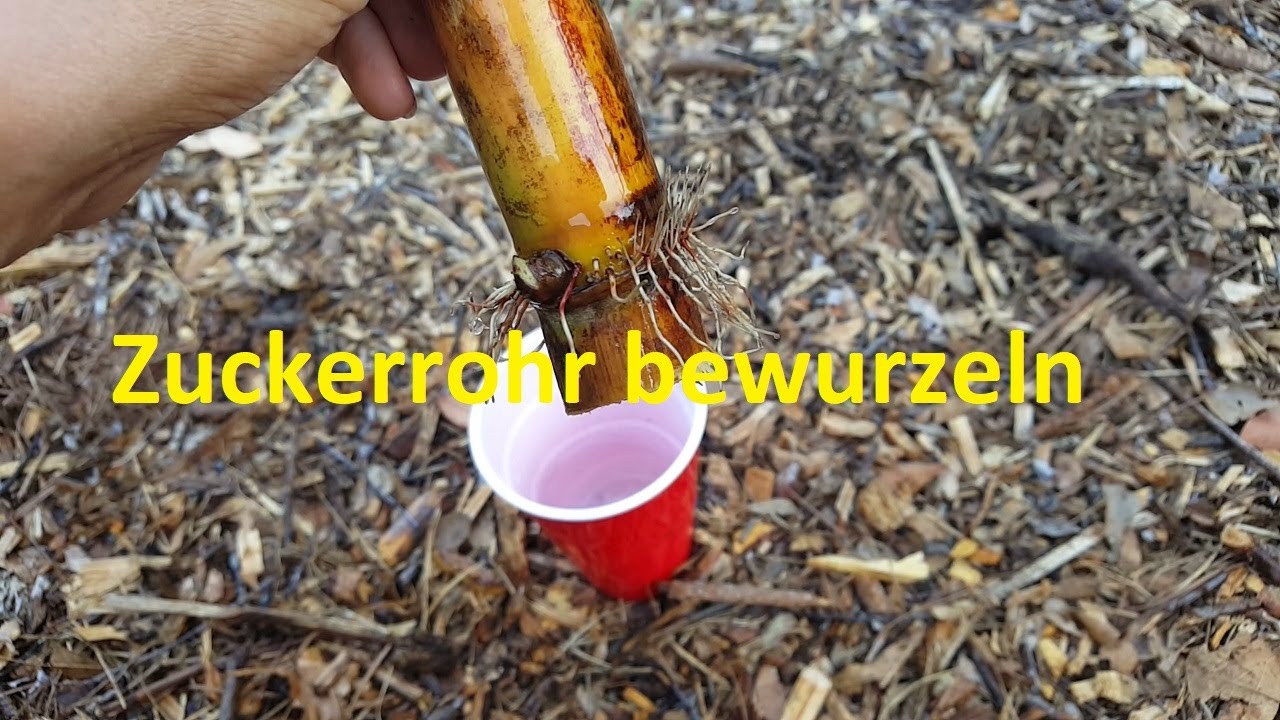 Zuckerrohr bewurzeln