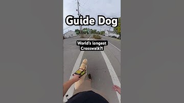The longest crosswalk #guidedog #guidedogs #dog #dogs #legallyblind #lowvison #insta360 #disability￼