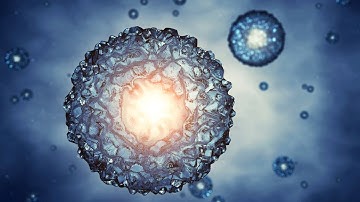 How embryos build organs to last a lifetime