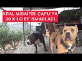 AMERİCAN BULLY İKİ ERKEK KÖPEK YAN YANA (KRALIN KANKASI OLDU)