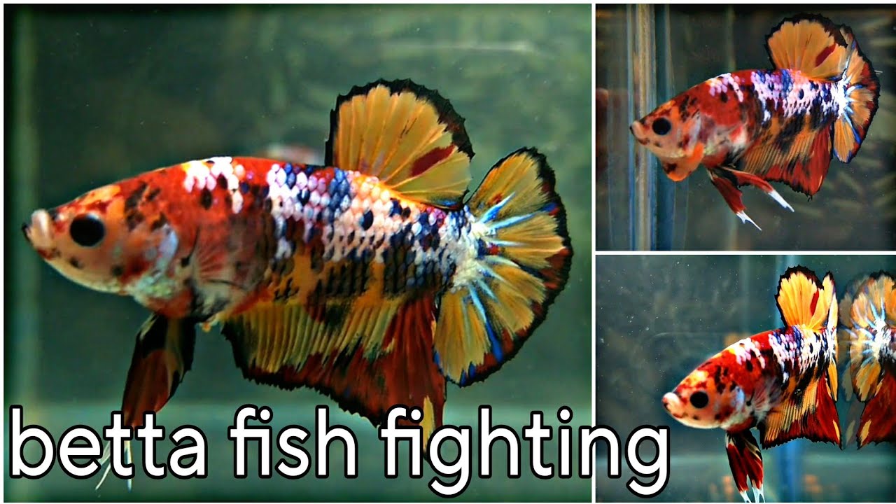betta fish mirror fighting my new betta fish betta lover YouTube