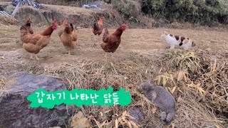 [#225] 토종닭이 나타났다.(vs 사냥좀 하는 마당고양이들)