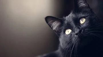 ¿Pueden los gatos ver lo que no ven los humanos?