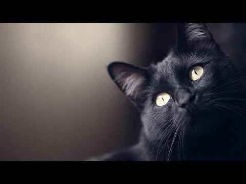 Video: Los Gatos, Los Perros Y Otros Animales Pueden Ver Más Allá De La Percepción Humana