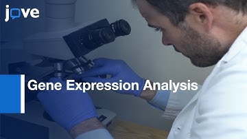 Laser Capture Microdissection: Highly Pure Trabecular Meshwork From Mouse Eyes l Protocol Preview