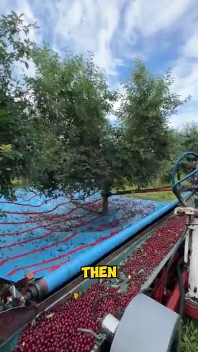 Genius Way to Harvest Berries