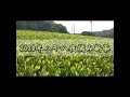 2020年八十八夜摘み新茶　The first tea of the season,Japanese green tea