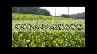 2020年八十八夜摘み新茶　The first tea of the season,Japanese green tea