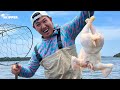 Throwing out a WHOLE CHICKEN For Bait!  (CRAZY RESULTS) Catch &amp; Cook