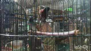 Perbedaan burung seriwang jantan vs betina
