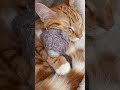 Just love how he cuddles his teddy bear🥹#cutecat#funny #viralshorts #subscribe#teddybear y