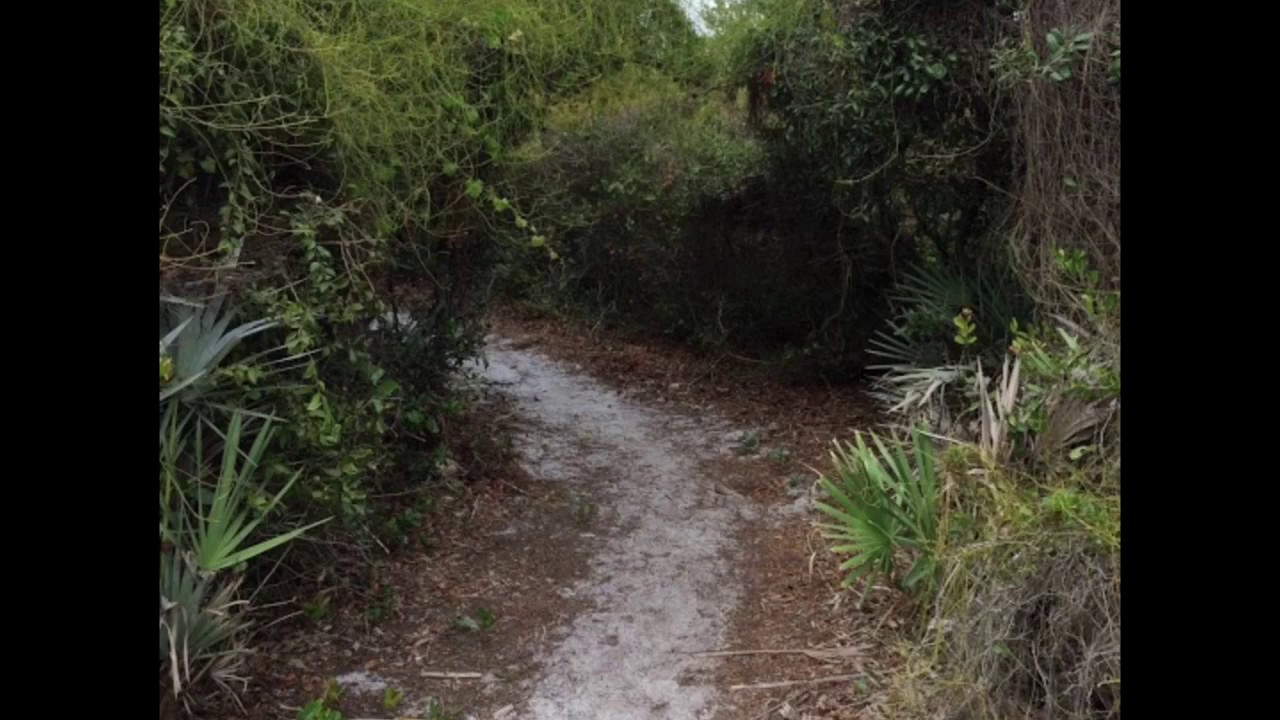 High Ridge Scrub Natural Area - YouTube