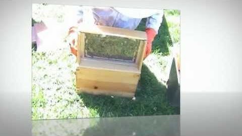 Setting Up an Observation Hive