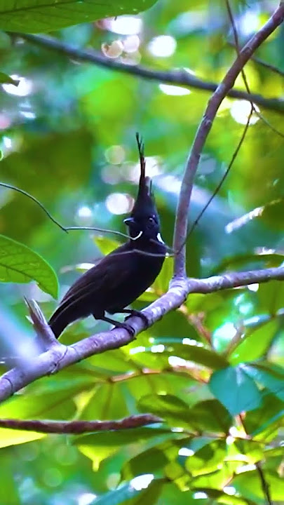 TEMBAKAN BURUNG CILILIN DI ALAM LIAR #shorts #birds #cililin #masteran