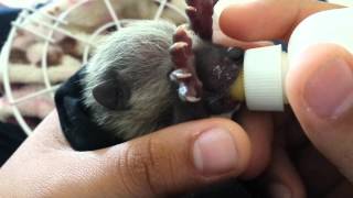 Feeding baby raccoon