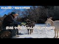 【79歳ヤギ飼い#8】ヤギたちとのんびりするひと時「72歳からの楽しいシニアライフ#145」