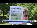 Lawsuit to Stop Madison Goose Removal Dismissed | June 25, 2026 | News 19 at 5:00