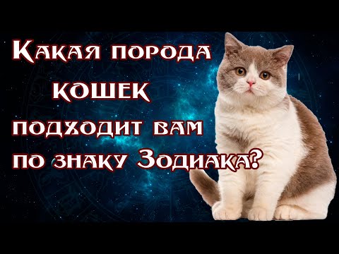 КАКАЯ ПОРОДА КОШЕК ПОДХОДИТ ВАМ ПО ЗНАКУ ЗОДИАКА?