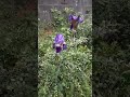 a beautiful iris