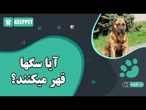 تصویری: آیا سگ ها می توانند وفادار باشند؟