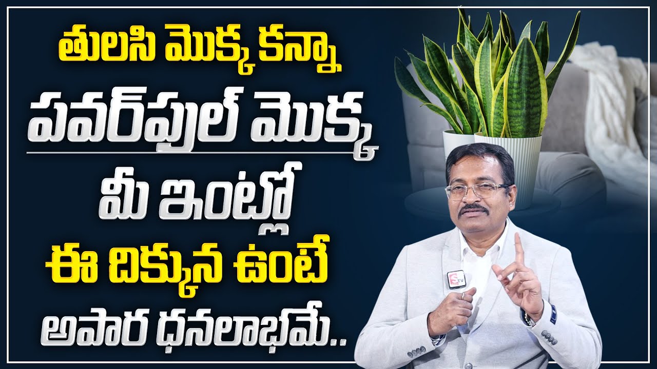 BVSS Reddy This plant is a perfect remedy for all Vastu Dosha Snake