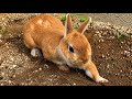 How to Make a Buff Rabbit