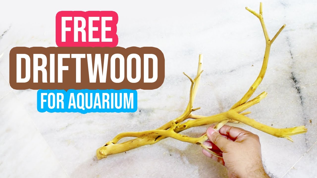 Diy Aquarium Driftwood | How To Make Driftwood For Aquarium At Home | Diy Driftwood At Home For Free