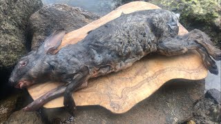 野ウサギを解体してバーベキューで食べる