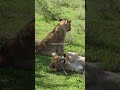 Amazing video of Lion and his family, how cute they look in the video..🦁#shortsfeed #lion #subscribe