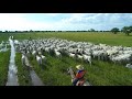 PECUÁRIA EM FOCO - PANTANAL - FAZ. SÃO BENTO MARAJOARA II - GENÉTICA MATINHA