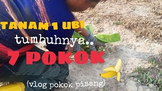Download Lagu [Episod213] tanam 1 ubi tumbuh 7 pokok. vlog anak pisang kebun abah tumbuh meriah😍😍 MP3