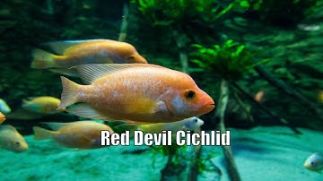 The Red Devil Cichlid fish tank