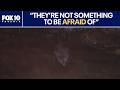 Phoenix bats targeting these pesky insects | FOX 10 Phoenix