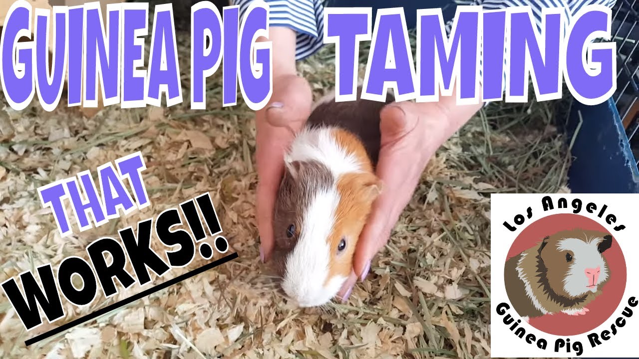 how to make your guinea pig not scared of you