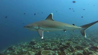 Какие акулы живут на Мальдивах. #акулы #мальдивы #shark #scubadiving #дайвинг #подводныймир