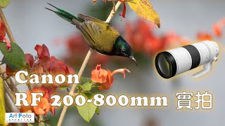 【攝影教學/器材速遞 #371】Canon RF200-800mm F6.3-9 IS 實拍 (CC 中文字幕) - Alex Fung FRPS, GMPSA, EFIAP/p