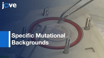 3D Tissue Engineered Silico Lung Tumor Model For Predicting Drug Effectiveness l Protocol Preview