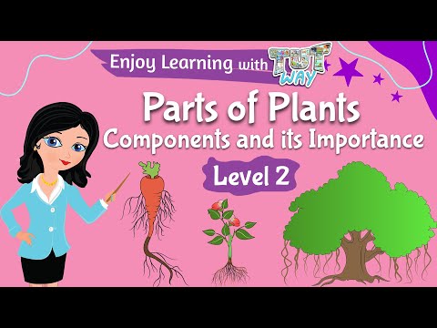 Parts of Plants & Functions | Science | TutWay