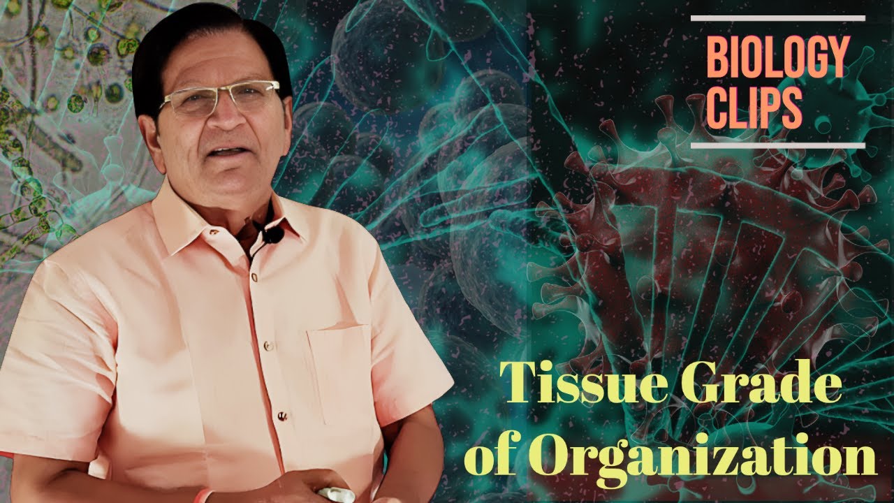 Tissue Grade Of Organization Biology Clips YouTube tissue-grade-of-organization-biology-clips-youtube