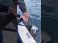【神回】ルアーで巨大マグロがヒット!ガチで腕がもげるかと思った…!ツナファイトの一部始終🎣🔥