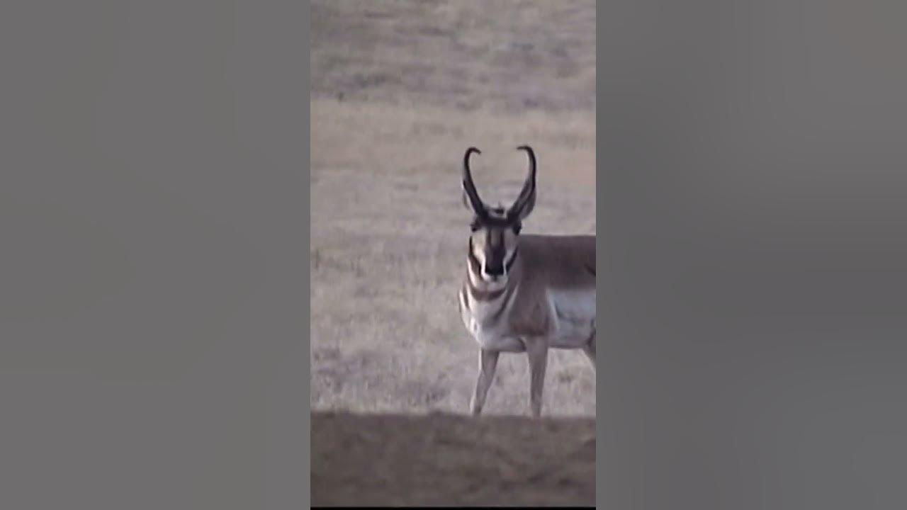 is-this-pronghorn-antelope-pope-and-young-hunting-bowhunting
